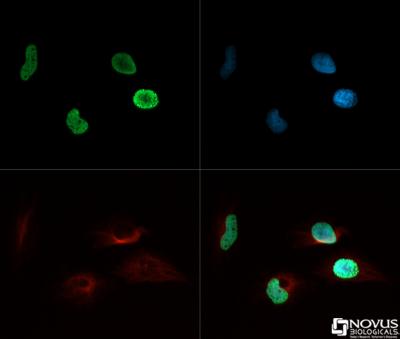 Immunocytochemistry/Immunofluorescence: Histone H4 [ac Lys8] Antibody [NB21-2044] - H4 K8ac antibody was tested in HeLa cells with Dylight 488 (green). Nuclei and alpha-tubulin were counterstained with DAPI (blue) and Dylight 550 (red).